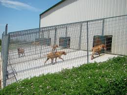 Bâtiment élevage chien gratuit financé par le solaire