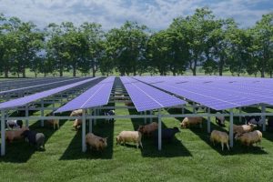 Centrale photovoltaïque au sol ovin